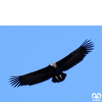 گونه کرکس سیاه Eurasian Black Vulture